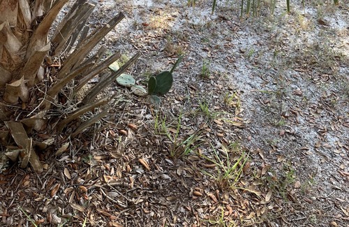 Crystal River RV Rental | Pineapple Glamping CAMP GROUND