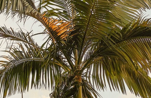Maroochydore Resort | Pool, Spa & Sauna - Seamallow Retreat - Cotton Tree