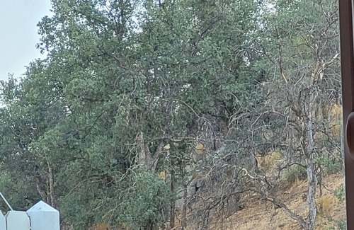 Kernville House | Pop's Place - Lodge design, stunning views and deer walk the property.