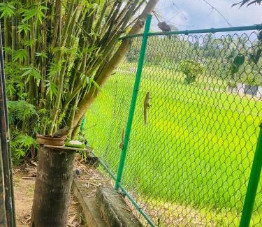Kurunegala Bed & Breakfast | Premium Cottages B&B