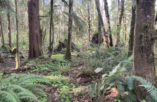 Forks RV Rental | Primitive Tent Site #13- Beautiful Forested Property
