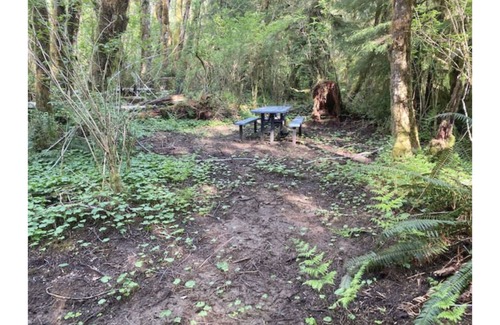 Forks RV Rental | Primitive Tent Site #14- Beautiful Forested Property