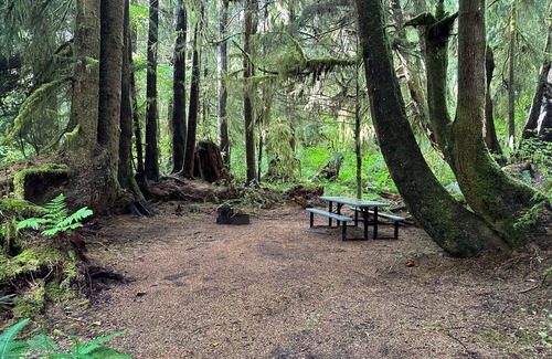 Forks RV Rental | Primitive Tent Site #3- Beautiful Forested Property