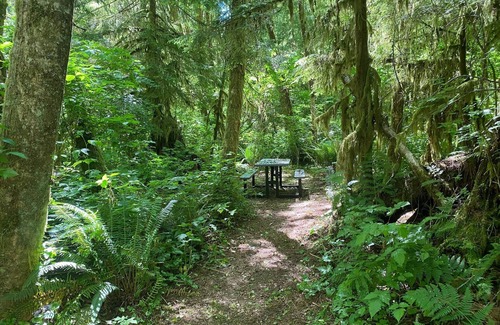 Forks RV Rental | Primitive Tent Site in Enchanted Rain Forest - Site #21