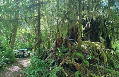 Forks RV Rental | Primitive Tent Site in Enchanted Rain Forest - Site #21