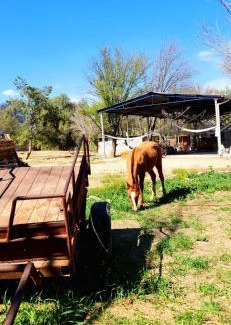 San Francisco de los Romos Other | Quinta el cocula cabañas y camping