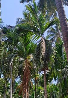 Nagaon Resort | Raya Retreat Resort
