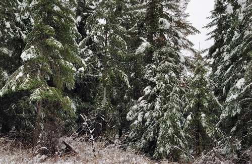 Harvard RV Rental | Remote RV site with full hookups on 16 wooded acres. Site B.