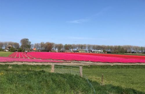 Schoorldam Resort | Rosa's zonnige huisje bij duinen bos en strand