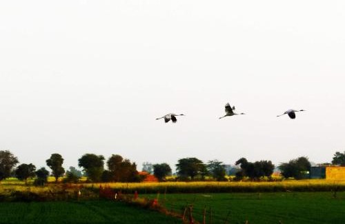 Bharatpur House | Royal Farm Bharatpur