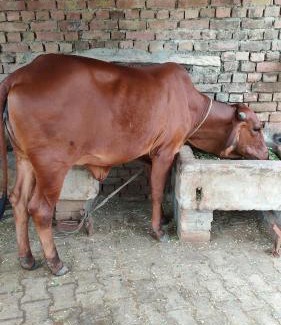 Bharatpur House | Royal Farm Bharatpur