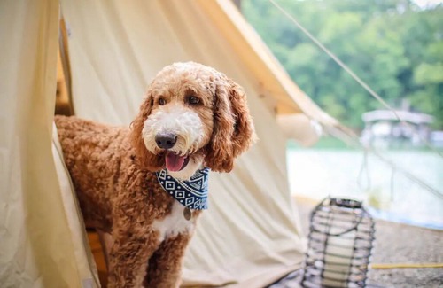 Tanglewood House | Safari Tent Glamping at Unicoi in Helen GA - 16