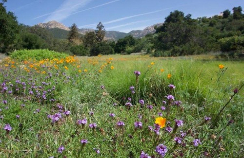 Mission Canyon Villa | Santa Barbara Botanical Cabin