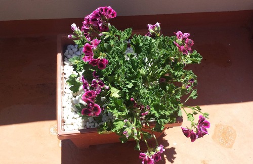 Playa de Arinaga Condo | Serena Beach wifi /sat