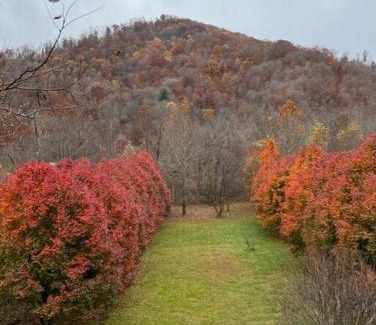 Weaverville House | Serenity Views Retreat - Close to City and Parkway!