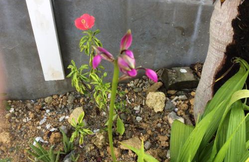 Okinawa House | Shimanchu Guest House Yuien