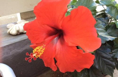 Okinawa House | Shimanchu Guest House Yuien