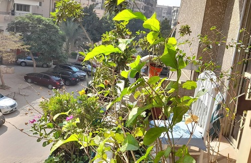 Qasr an-Nil Apartment | Single Rooms in an apartment in Nasr city Cairo Egypt 15 min from Cairo Airport