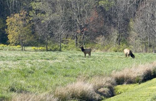 Maggie Valley House | Sleepy Bear Cabin-Watch the Sunset, Dogs welcome with Pet Rate