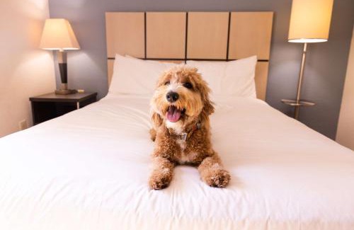 Crestline Heights Hotel | Sonesta Simply Suites Birmingham Hoover