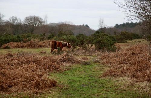 New Forest District House | Stable Cottage