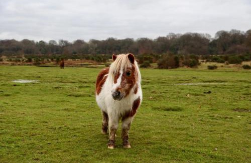 New Forest District House | Stable Cottage