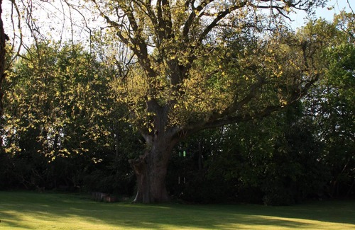 New Forest District Cottage | Stable Cottage, Holmfield