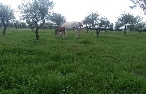 Aups Apartment | Studio indépendant dans Ferme Equestre