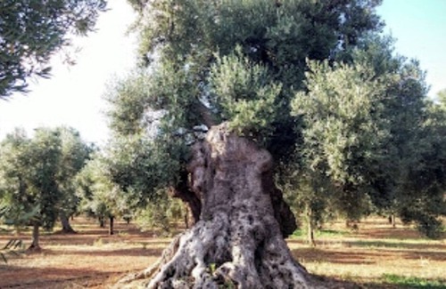 Rosa Marina Bed & Breakfast | Stunning Quadruple Room in Ancient Masseria Near the sea in a Quiet Olive Trees