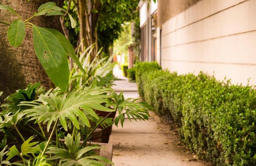 Campestre Apartment | Suite 1-A Monasterio Garden House Welcome to San Angel