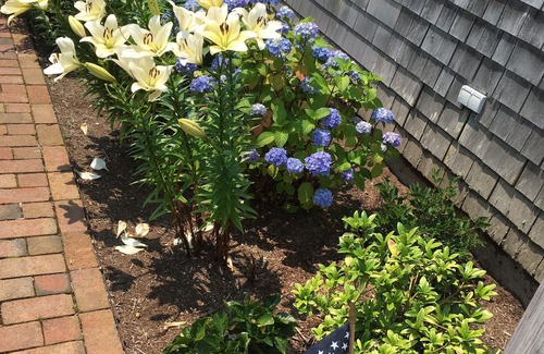 Nantucket Town Apartment | SUNNY second floor 2BD, 2BT