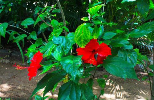 Sigiriya Hotel | Sunrise Cottage