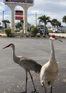 Fort Pierce Hotel | Sunset Inn- Fort Pierce, FL