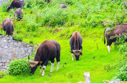Kodaikanal Bed & Breakfast | Taj Mahal Vintage Villa by VOYE HOMES