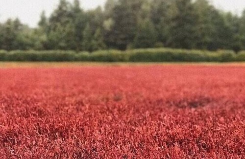 Bandon RV Rental | Tentrr Signature Site - Cranberry Overlook at Black Moon Farms.