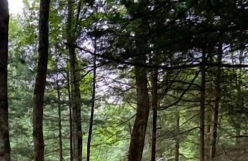 Spencer RV Rental | Tentrr Signature Site - Forest Fairy Tale By The Creek