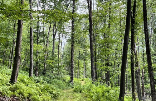Long Eddy RV Rental | Tentrr Signature Site - Birch Meadow Retreat