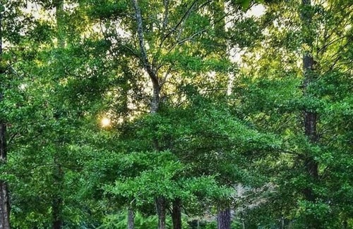 Mandeville RV Rental | Tentrr State Park Site - Louisiana Fontainebleau State Park - Pond View F - Sing