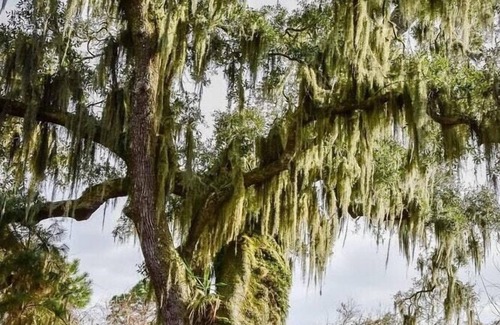 Mandeville RV Rental | Tentrr State Park Site - Louisiana Fontainebleau State Park - Pond View F - Sing