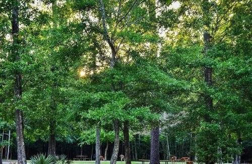 Mandeville RV Rental | Tentrr State Park Site - Louisiana Fontainebleau State Park - Paddle Out I - Sin