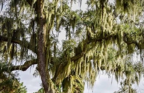 Mandeville RV Rental | Tentrr State Park Site - Louisiana Fontainebleau State Park - Pond View G - Sing