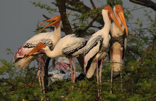 Bharatpur Resort | The Birder's Inn