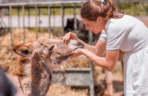 Maiano Apartment | The farm: best friend for holidays with your children