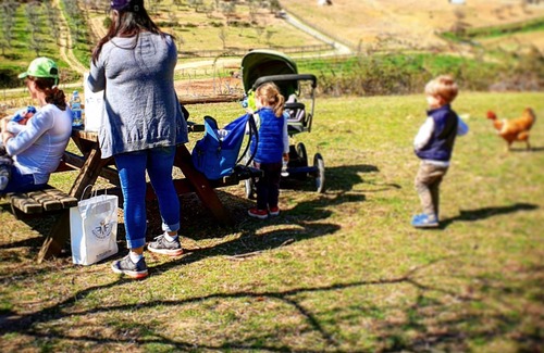 Maiano Apartment | The farm: best friend for holidays with your children