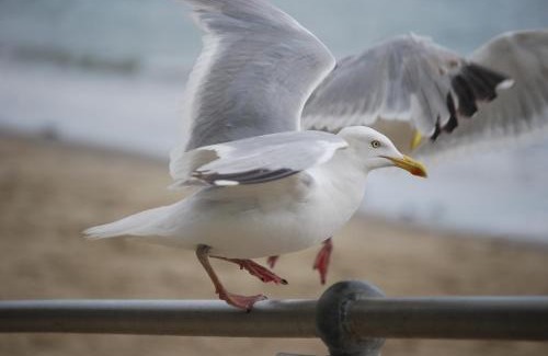 Peacehaven Hotel | The Greenwich Rooms - Burger & Bird Bar & Restaurant