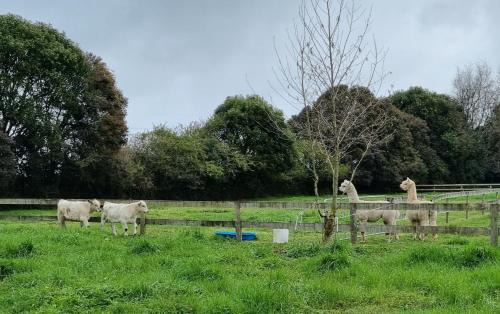 Waikato District Bed & Breakfast | The Little Willow B