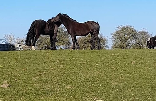 Frettenham House | The Paddocks - a bungalow situated in a rural village surrounded by fields and horses