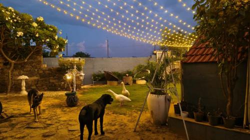 Village Hokra Hotel | The Promise Land - Nature Retreat