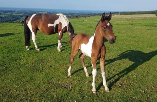 Seascale Apartment | The Rivera Andalusian Stud Farm (Windsor Cottage)