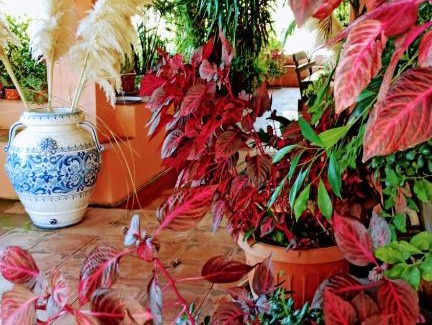 Maratea Apartment | The Secret Garden Maratea - Casa di Elena
